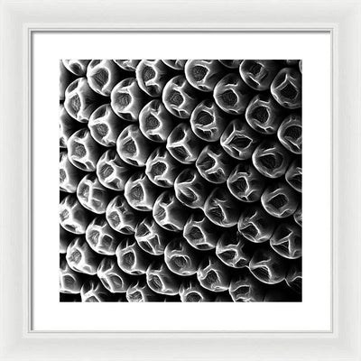 Mosquito Eye, Electron Microscope View / Art Photo - Framed Print