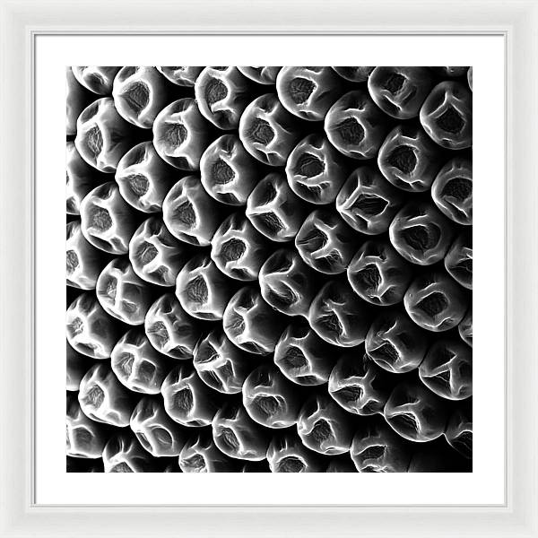 Mosquito Eye, Electron Microscope View / Art Photo - Framed Print