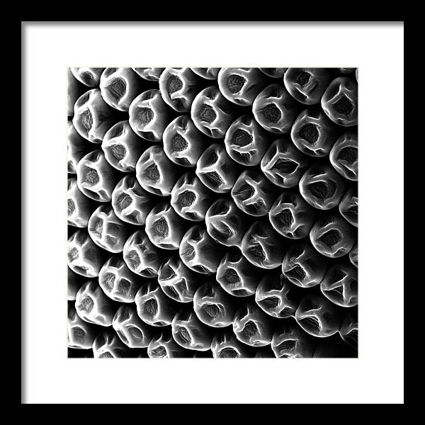 Mosquito Eye, Electron Microscope View / Art Photo - Framed Print