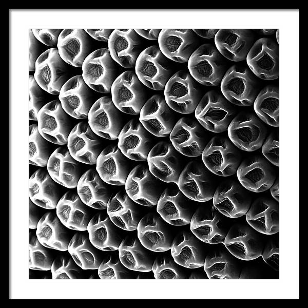 Mosquito Eye, Electron Microscope View / Art Photo - Framed Print