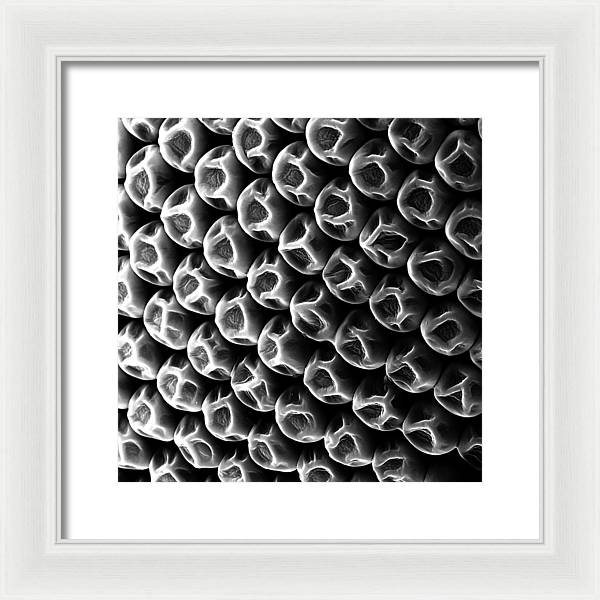 Mosquito Eye, Electron Microscope View / Art Photo - Framed Print