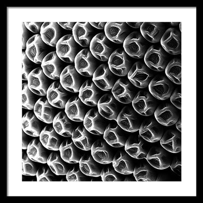 Mosquito Eye, Electron Microscope View / Art Photo - Framed Print