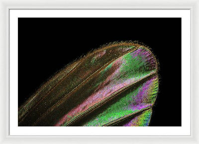 Mosquito Wing under a Microscope / Art Photo - Framed Print