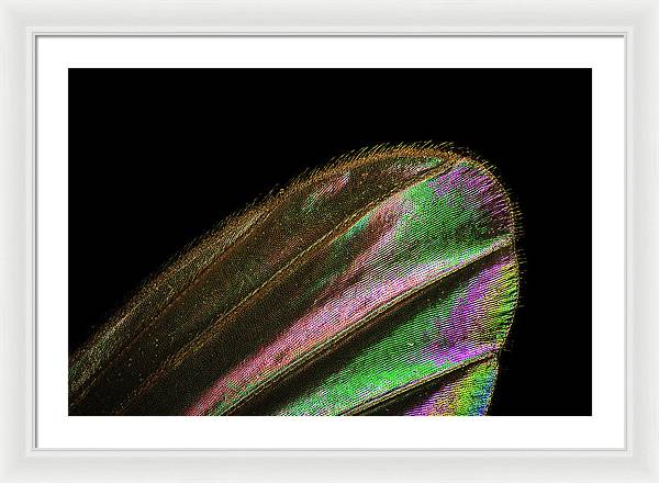 Mosquito Wing under a Microscope / Art Photo - Framed Print