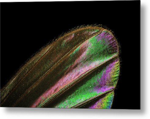 Mosquito Wing under a Microscope / Art Photo - Metal Print