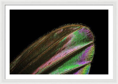 Mosquito Wing under a Microscope / Art Photo - Framed Print