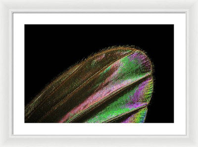 Mosquito Wing under a Microscope / Art Photo - Framed Print