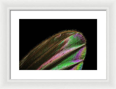 Mosquito Wing under a Microscope / Art Photo - Framed Print