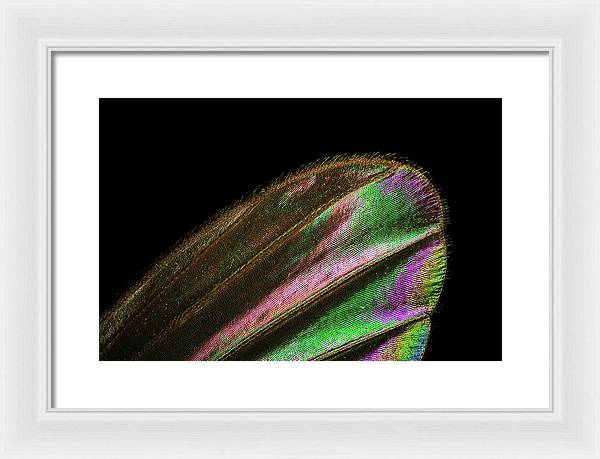 Mosquito Wing under a Microscope / Art Photo - Framed Print