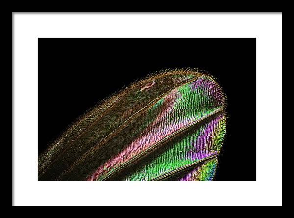 Mosquito Wing under a Microscope / Art Photo - Framed Print