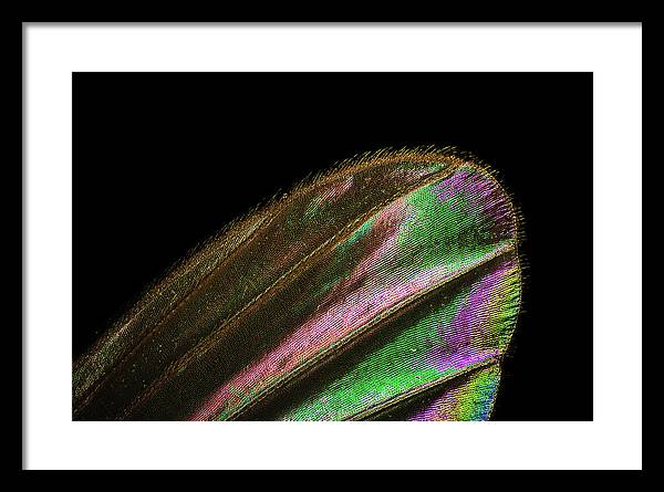 Mosquito Wing under a Microscope / Art Photo - Framed Print