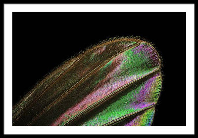 Mosquito Wing under a Microscope / Art Photo - Framed Print