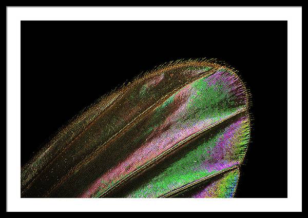 Mosquito Wing under a Microscope / Art Photo - Framed Print