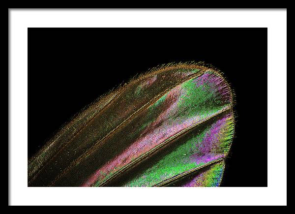 Mosquito Wing under a Microscope / Art Photo - Framed Print