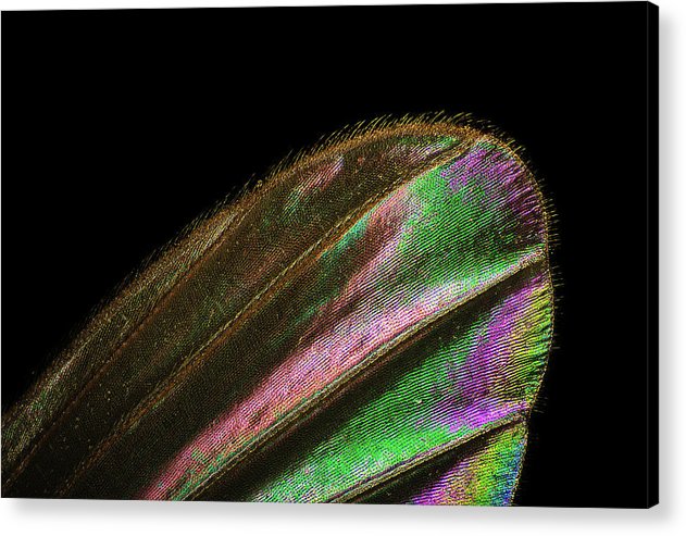 Mosquito Wing under a Microscope / Art Photo - Acrylic Print