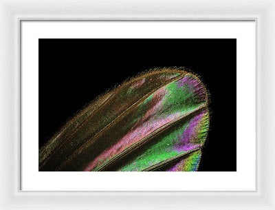 Mosquito Wing under a Microscope / Art Photo - Framed Print