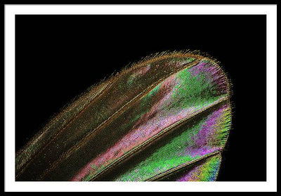 Mosquito Wing under a Microscope / Art Photo - Framed Print