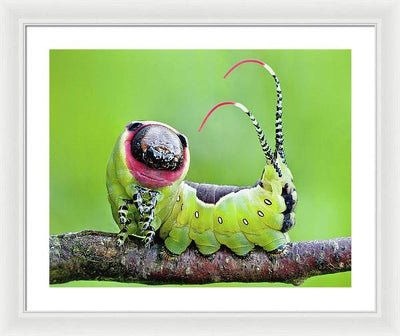 Moth Caterpillar / Art Photo - Framed Print