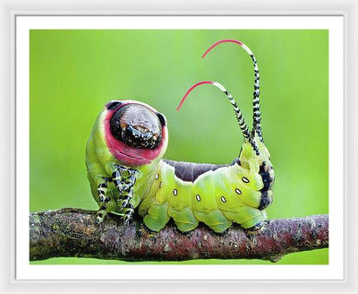 Moth Caterpillar / Art Photo - Framed Print