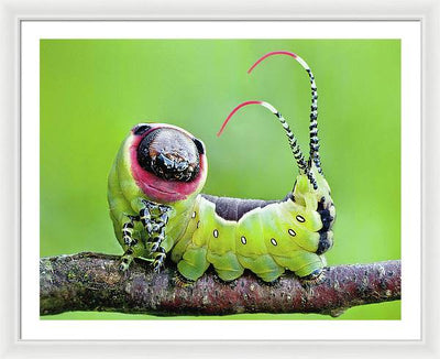 Moth Caterpillar / Art Photo - Framed Print