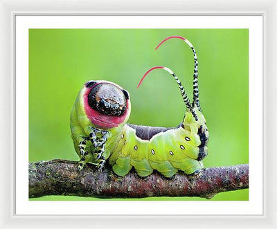 Moth Caterpillar / Art Photo - Framed Print