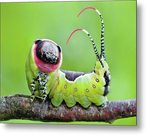 Moth Caterpillar / Art Photo - Metal Print