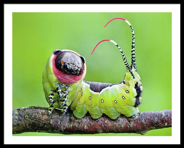 Moth Caterpillar / Art Photo - Framed Print