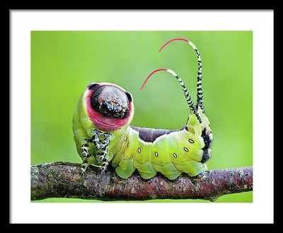 Moth Caterpillar / Art Photo - Framed Print