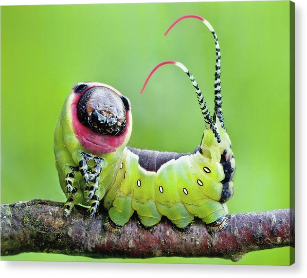 Moth Caterpillar / Art Photo - Acrylic Print