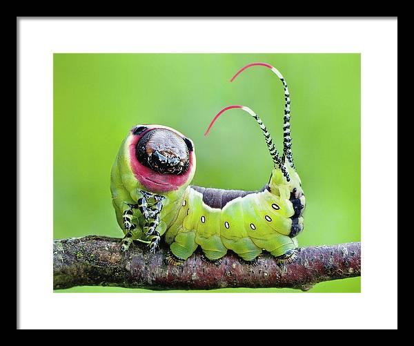 Moth Caterpillar / Art Photo - Framed Print