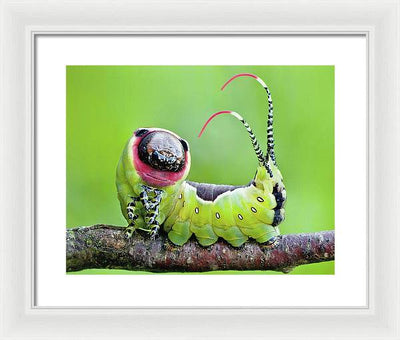 Moth Caterpillar / Art Photo - Framed Print