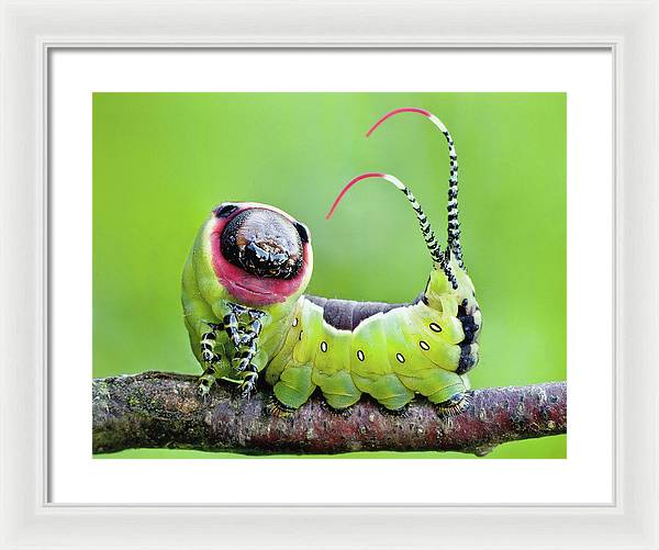 Moth Caterpillar / Art Photo - Framed Print