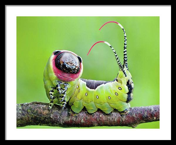 Moth Caterpillar / Art Photo - Framed Print