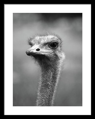 Ostrich, Black and White / Art Photo - Framed Print