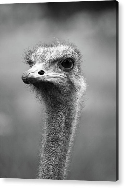 Ostrich, Black and White / Art Photo - Acrylic Print