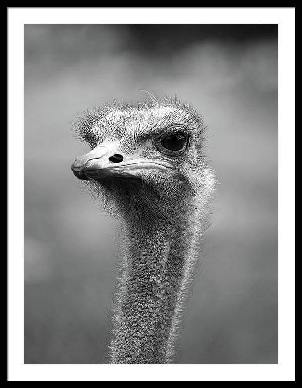 Ostrich, Black and White / Art Photo - Framed Print