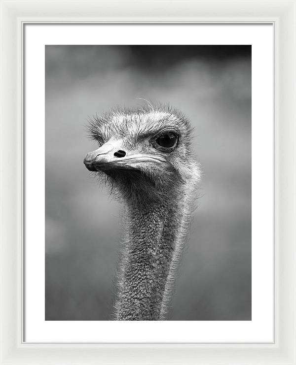 Ostrich, Black and White / Art Photo - Framed Print