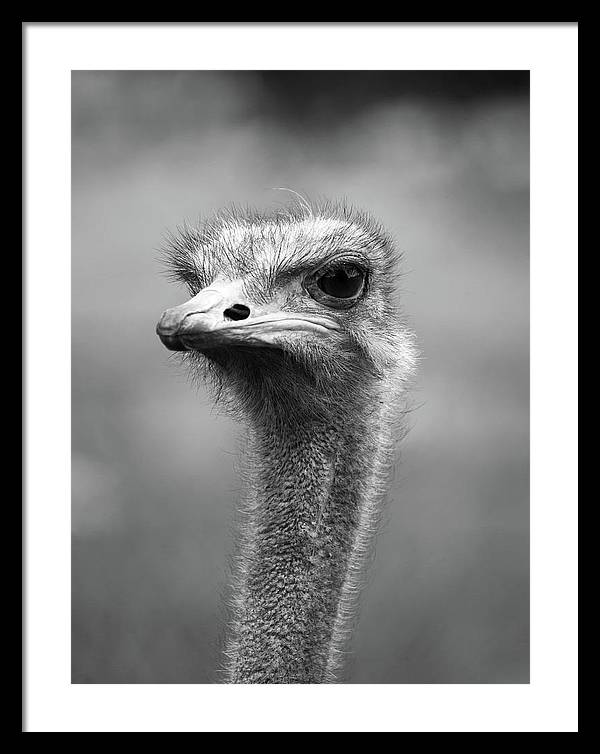 Ostrich, Black and White / Art Photo - Framed Print