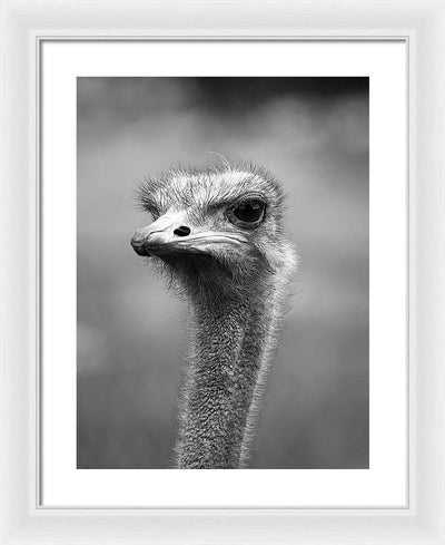 Ostrich, Black and White / Art Photo - Framed Print