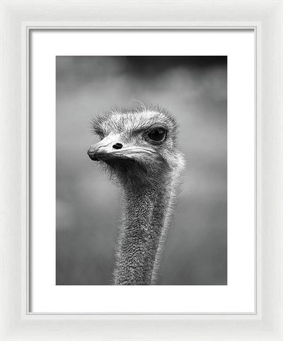 Ostrich, Black and White / Art Photo - Framed Print