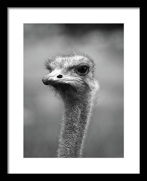 Ostrich, Black and White / Art Photo - Framed Print