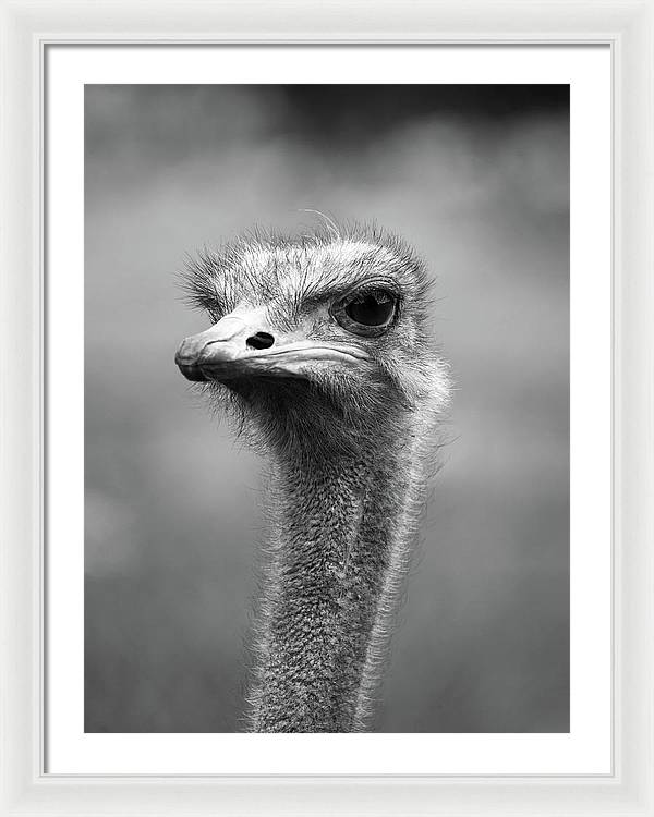 Ostrich, Black and White / Art Photo - Framed Print