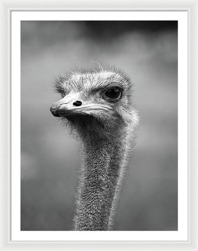 Ostrich, Black and White / Art Photo - Framed Print