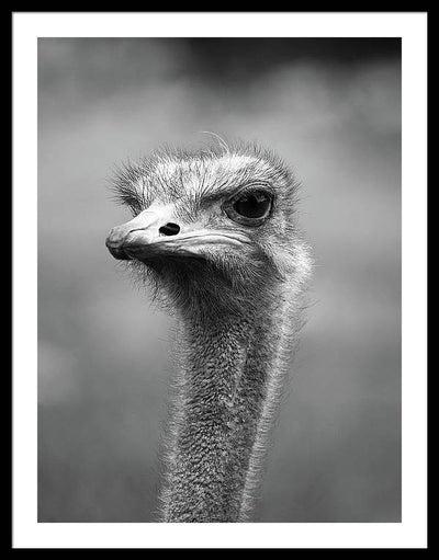 Ostrich, Black and White / Art Photo - Framed Print