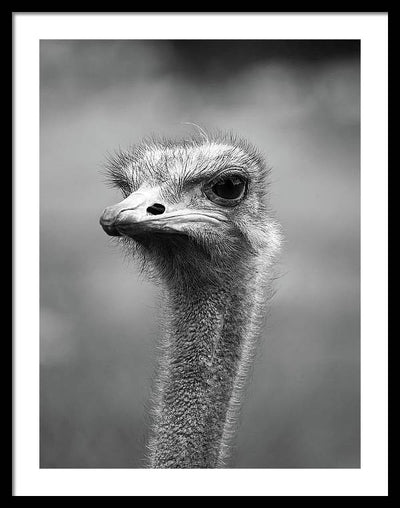 Ostrich, Black and White / Art Photo - Framed Print