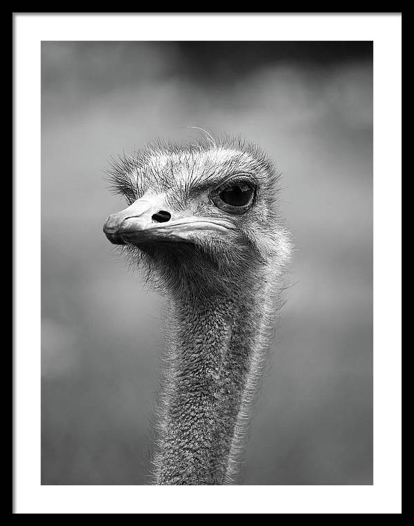 Ostrich, Black and White / Art Photo - Framed Print