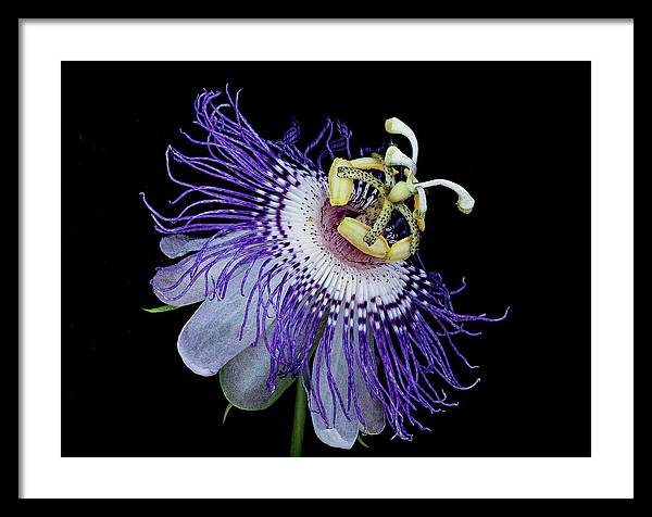 Passiflora / Art Photo - Framed Print