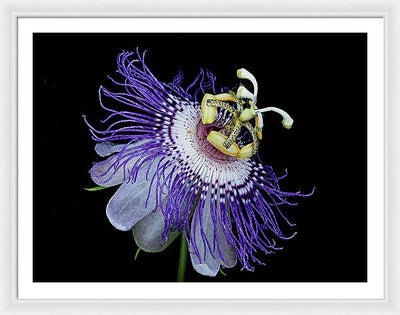 Passiflora / Art Photo - Framed Print