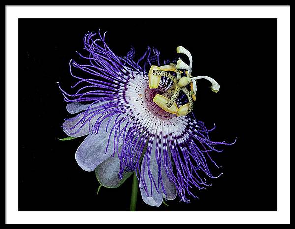 Passiflora / Art Photo - Framed Print