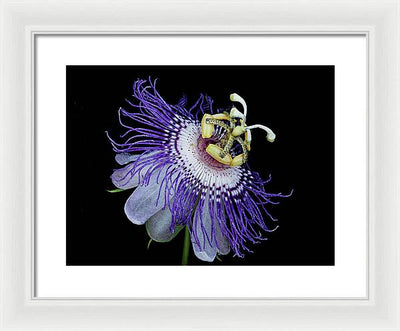 Passiflora / Art Photo - Framed Print